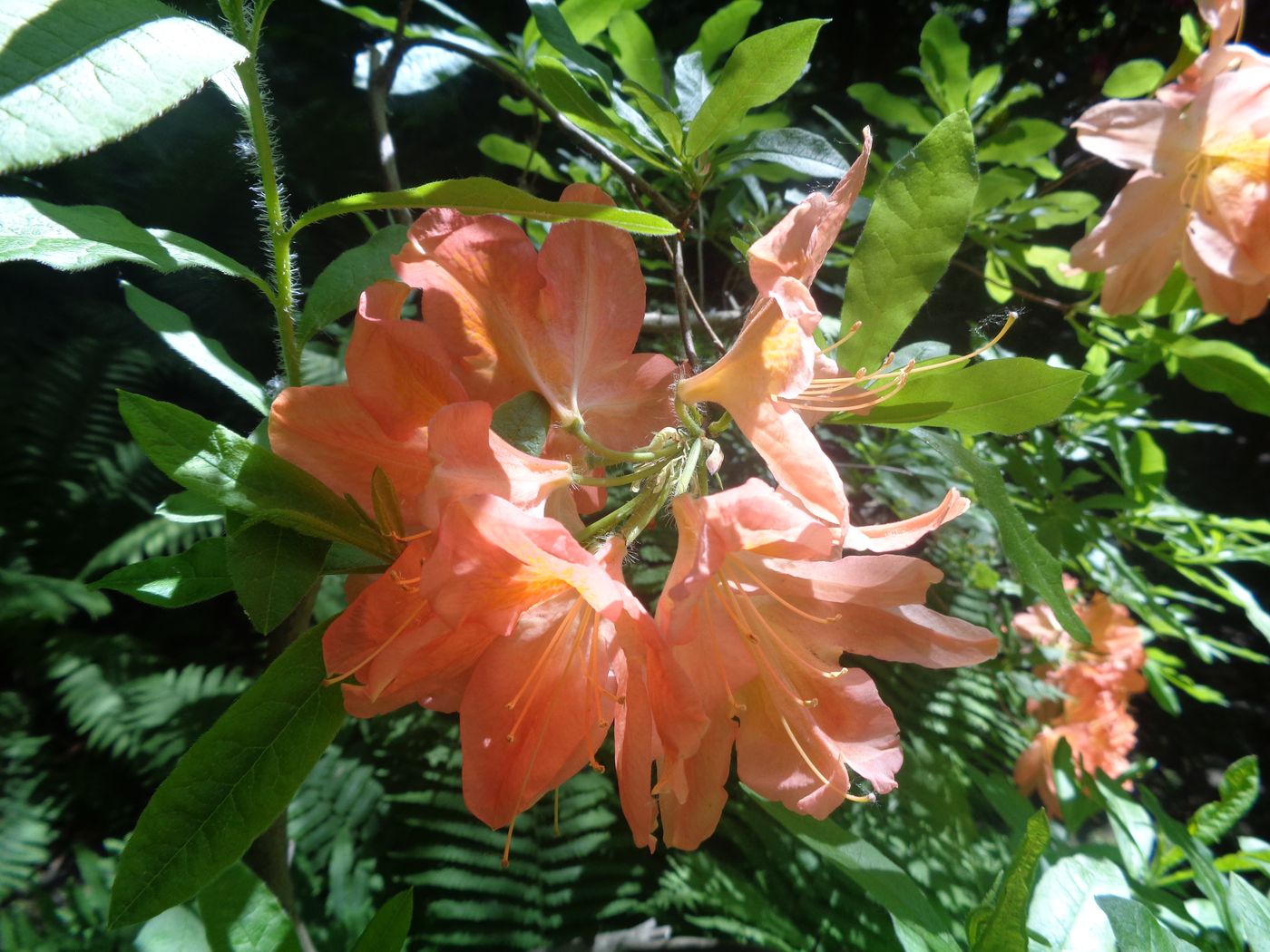 Изображение особи Rhododendron molle ssp. japonicum.