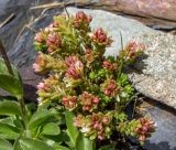 Sedum tenellum