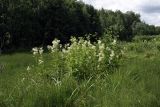 Filipendula ulmaria ssp. denudata