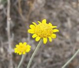 Anthemis monantha