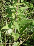 Campanula cephalotes. Нижняя часть растения. Приморский край, окр. пос. Михайловка, подножье невысокой сопки. 29.08.2019.