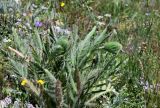 Papaver orientale