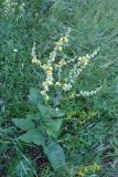 Verbascum marschallianum. Цветущие растения. Крым, склон горы Ю. Демерджи. 16.07.2021.
