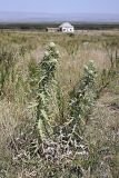 Cirsium turkestanicum. Цветущее растение. Южный Казахстан, Таласский Алатау, подгорная степь ниже ущелья Аксай. 31.07.2010.