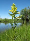 Rhinanthus songaricus. Верхушка цветущего растения. Восточный Казахстан, Южный Алтай, сев. подножья хр. Сарымсакты, Бухтарминская впадина, ур. Кара-Джир, разнотравье на берегу термального ручья. 26 июня 2023 г.