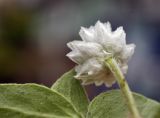 Gomphrena celosioides. Верхушка побега с соцветием (вид со стороны обёртки). Таиланд, Бангкок, Донмыанг, жилой квартал, заросший газон. 11.09.2023.