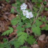 genus Crataegus. Верхушка цветущей веточки. Абхазия, Гагрский р-н, с. Лдзаа, широколиственный лес. 11.04.2024.