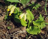 Primula macrocalyx. Цветущее растение. Челябинская область, Ашинский район. 17.05.2011.