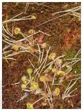 Drosera rotundifolia