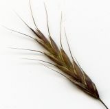 Bromus arvensis