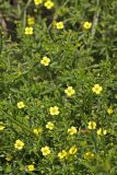 Potentilla erecta