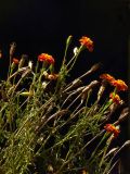 Tagetes patula