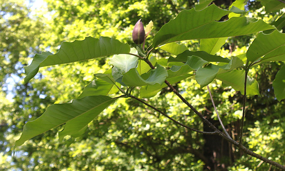 Изображение особи Magnolia officinalis.