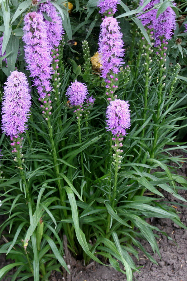 Изображение особи Liatris spicata.