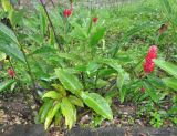 Alpinia purpurata