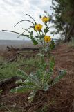 Glaucium flavum