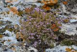 Thymus calcareus