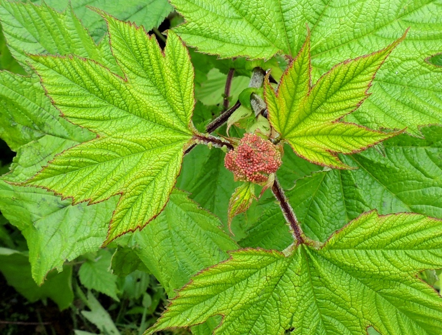 Изображение особи Filipendula camtschatica.