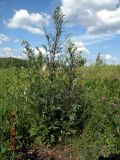 Artemisia vulgaris