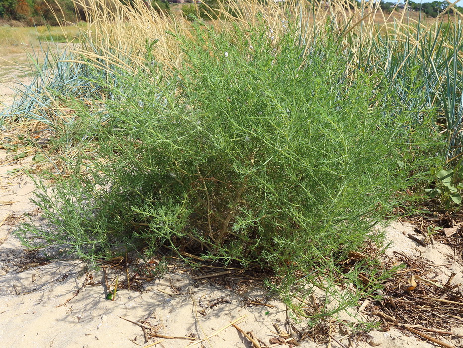 Солянка понтийская (Salsola pontica)