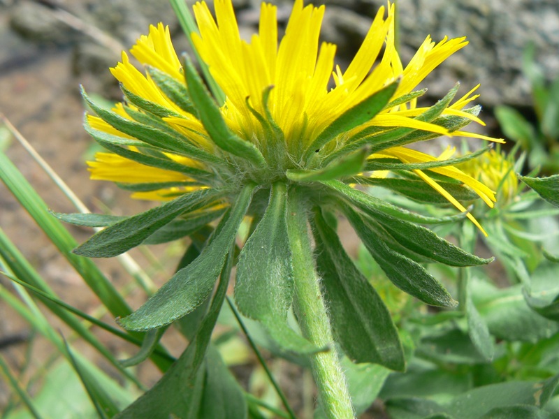 Изображение особи Inula britannica.