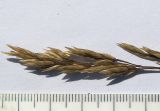 Poa longifolia