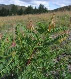 Astragalus propinquus