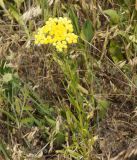 Helichrysum maracandicum. Цветущее растение. Кыргызстан, Чуйская обл., предгорье, склон восточнее с. Орто-Сай. 27.06.2015.