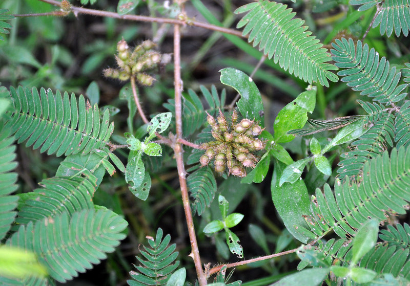 Изображение особи Mimosa pudica.