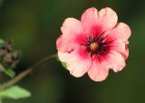 Potentilla nepalensis