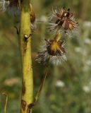 Ligularia altaica. Боковой побег с плодоносящими корзинками (вид со стороны обёрток). Восточный Казахстан, Кокпектинский р-н, 25 км в горы от с. Пантелеймоновка, 1000 м н.у.м., возле речки. 18.07.2015.