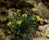 Erysimum cuspidatum. Цветущее растение. Крым, окр. г. Балаклава. 24.03.2016.