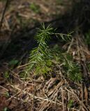 Abies sibirica. Молодое деревце. Пермский край, Добрянский р-н, осиновый лес. 02.05.2016.