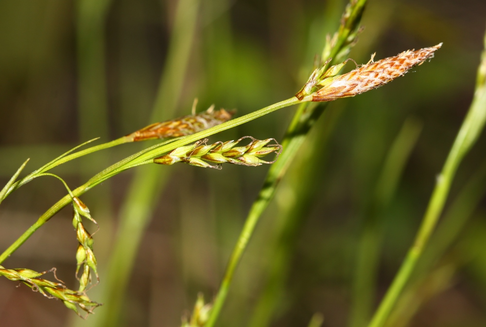 Изображение особи Carex tenuiformis.