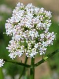 род Valeriana