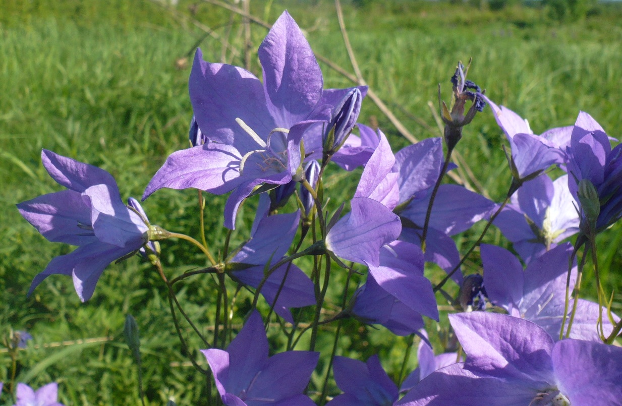 Изображение особи Campanula altaica.