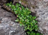 Salix herbacea