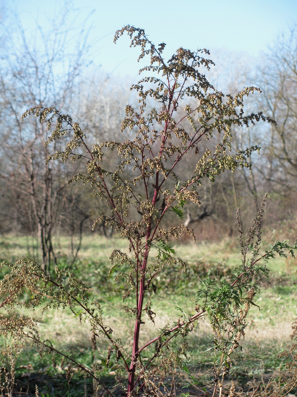 Image of Artemisia annua specimen.