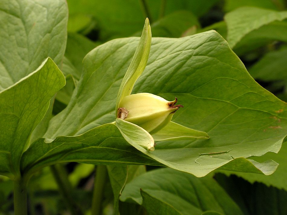 Изображение особи Trillium camschatcense.