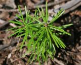 Abies sachalinensis