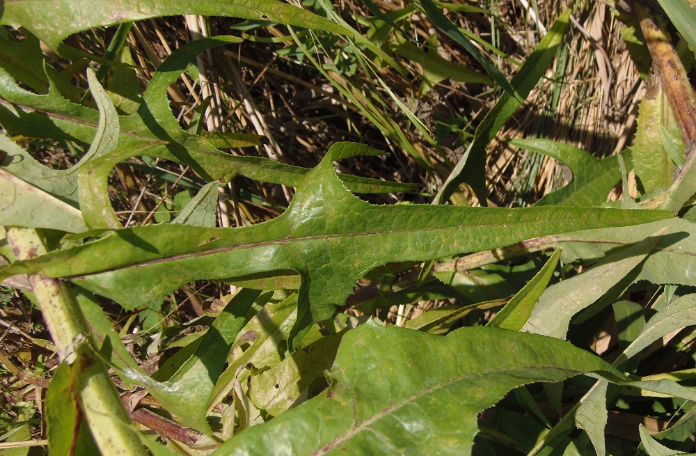 Изображение особи Sonchus palustris.