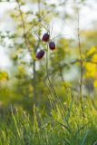 Fritillaria ruthenica