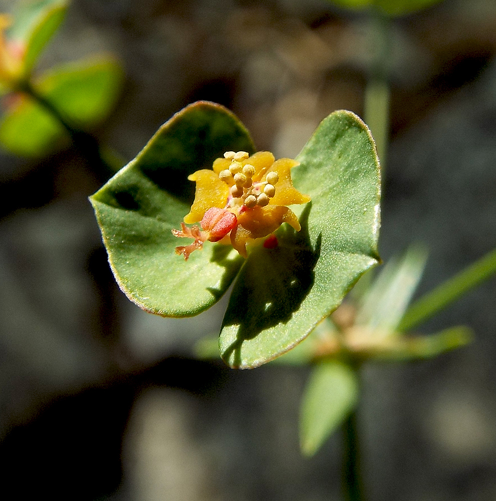 Изображение особи Euphorbia leptocaula.