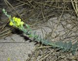 Linaria sabulosa. Цветущее растение. Крым, окр. Евпатории, пересыпь оз. Сасык, приморские пески. 27 августа 2017 г.