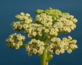 Crithmum maritimum. Соцветие. Крым, Черноморский р-н, окр. села Оленёвка, Большой Атлеш, обрывистый склон. Август 2017 г.