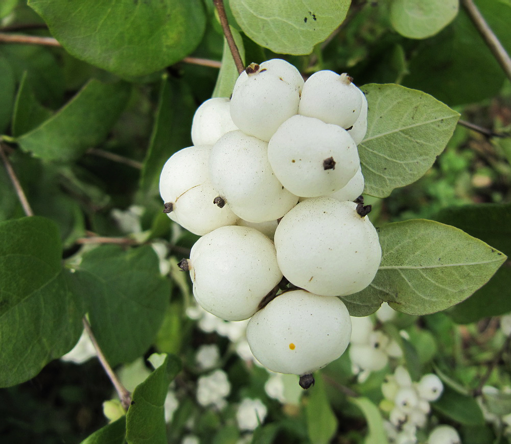 Изображение особи Symphoricarpos albus var. laevigatus.