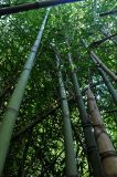 род Phyllostachys. Побеги взрослых растений. Абхазия, Гудаутский р-н, Новый Афон, бамбуковая роща на западной окраине города. 18.07.2017.