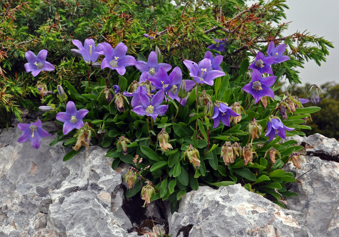 Изображение особи Campanula saxifraga.