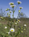 Erigeron annuus