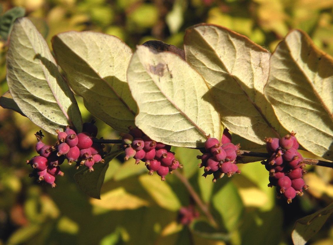 Изображение особи Symphoricarpos orbiculatus.